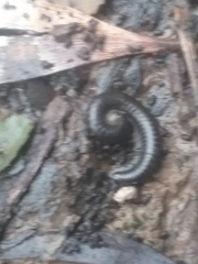 Ommatoiulus moreleti