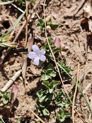 Ruellia patula