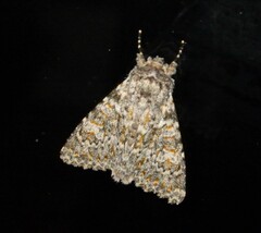 Polymixis flavicincta