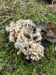 Sparassis spathulata