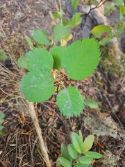 Amelanchier alnifolia