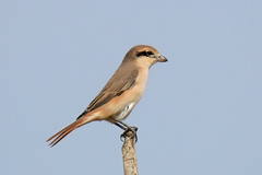 Lanius isabellinus
