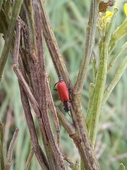 Anthocomus rufus