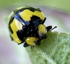Illeis galbula