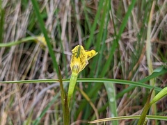 Diuris behrii