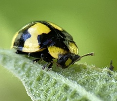 Illeis galbula