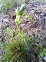 Pterostylis bicolor