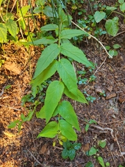 Nothochelone nemorosa