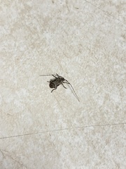 Sternidius mimeticus