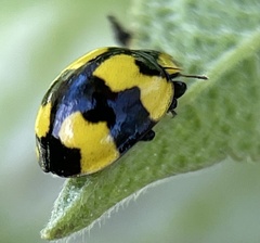 Illeis galbula