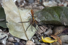 Heteropoda tetrica