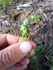 Pterostylis bicolor
