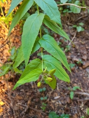 Nothochelone nemorosa