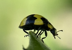 Illeis galbula