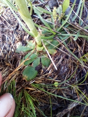Pterostylis bicolor