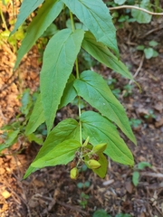 Nothochelone nemorosa