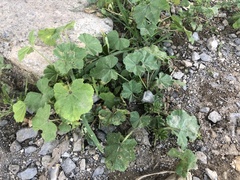 Malva