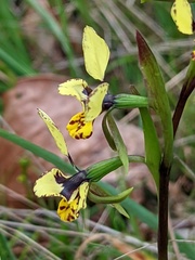 Diuris × palachila