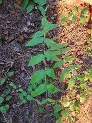 Nothochelone nemorosa