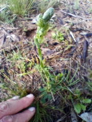 Pterostylis bicolor