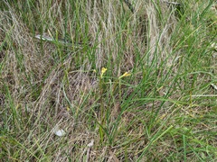 Diuris behrii