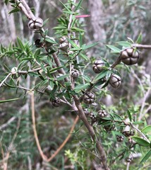 Leptospermum continentale