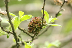 Rabdophaga rosaria