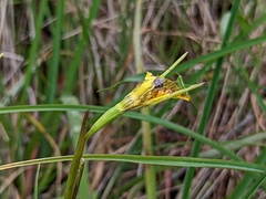 Diuris behrii