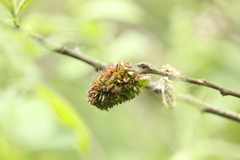Rabdophaga rosaria