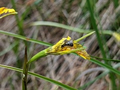 Diuris behrii