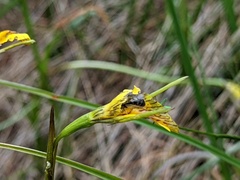 Diuris behrii