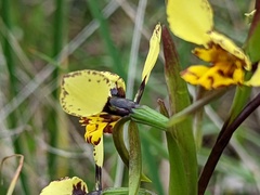 Diuris × palachila