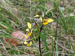 Diuris × palachila