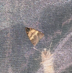 Hydrillodes moloalis