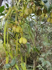 Dioscorea cirrhosa