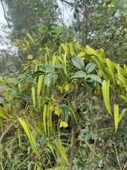 Dioscorea cirrhosa