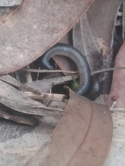 Ommatoiulus moreleti