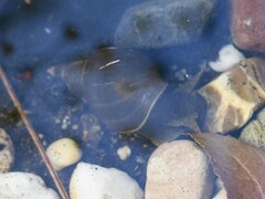 Lymnaea stagnalis