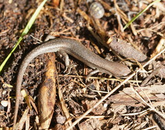 Lampropholis