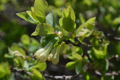 Lonicera caerulea borbasiana