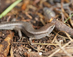 Lampropholis