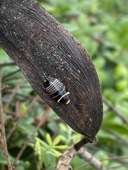 Ellipsidion australe