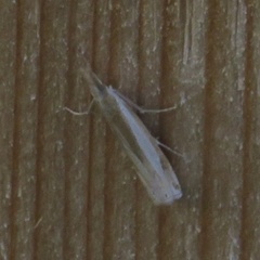 Crambus