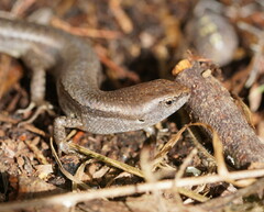 Lampropholis
