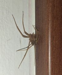 Loxosceles rufescens