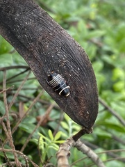 Ellipsidion australe