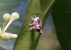 Choreutis nemorana