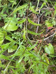 Melampyrum sylvaticum