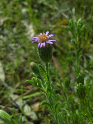 Image of Vittadinia cuneata by no rights reserved