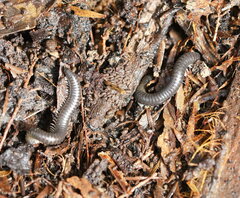 Ommatoiulus moreleti